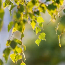 Feuilles de bouleau