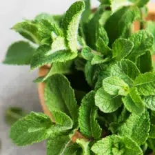 menthe thé à la menthe